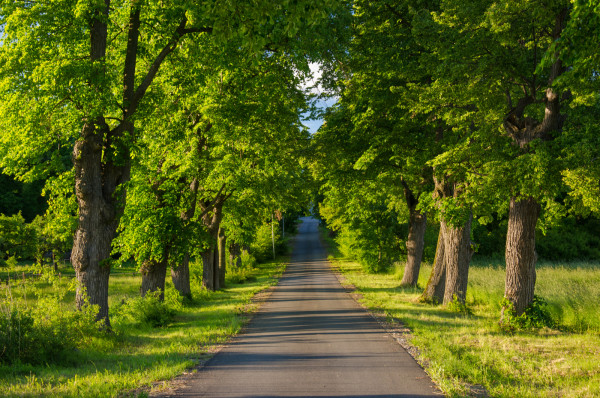 jarní_ulice_Starý_kopec / Autor fotografie: Miroslava Scharfnerová