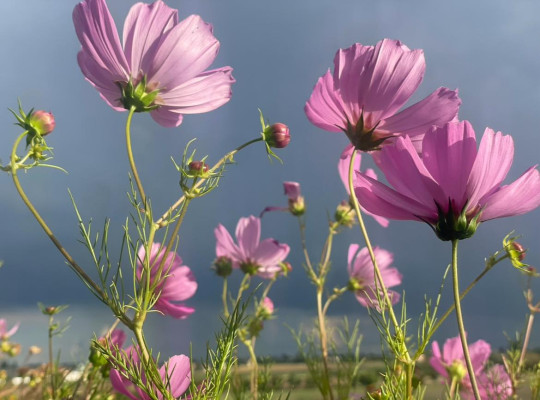 Chvalozpěv stvoření / Autor fotografie: Lenka Krobová